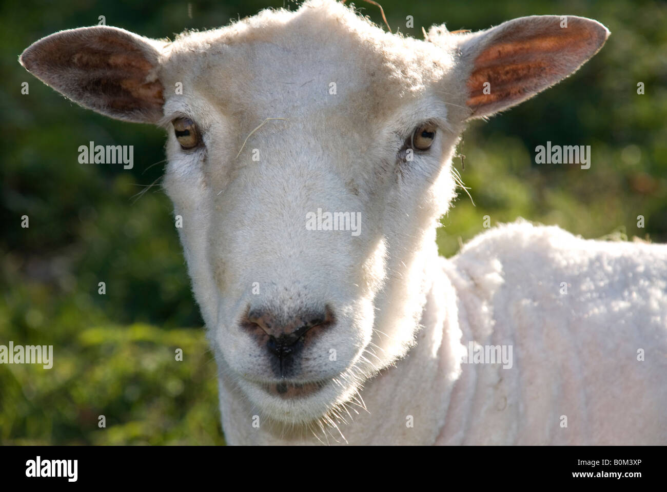 Friendly sheep in sunshine a summer day Stock Photo