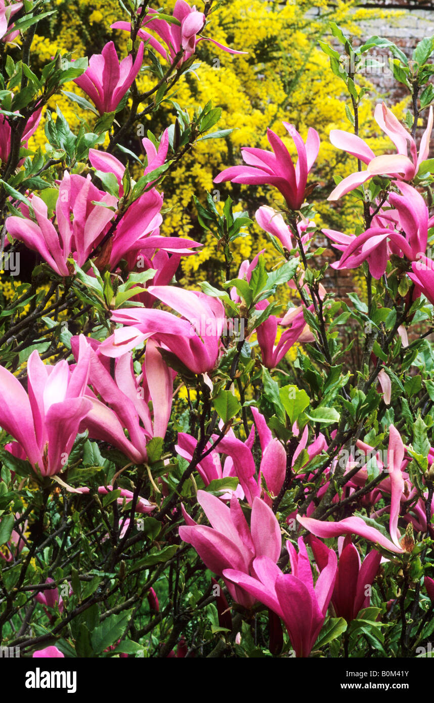 Magnolia 'Susan' whole shrub pink flowers garden plant Stock Photo Alamy