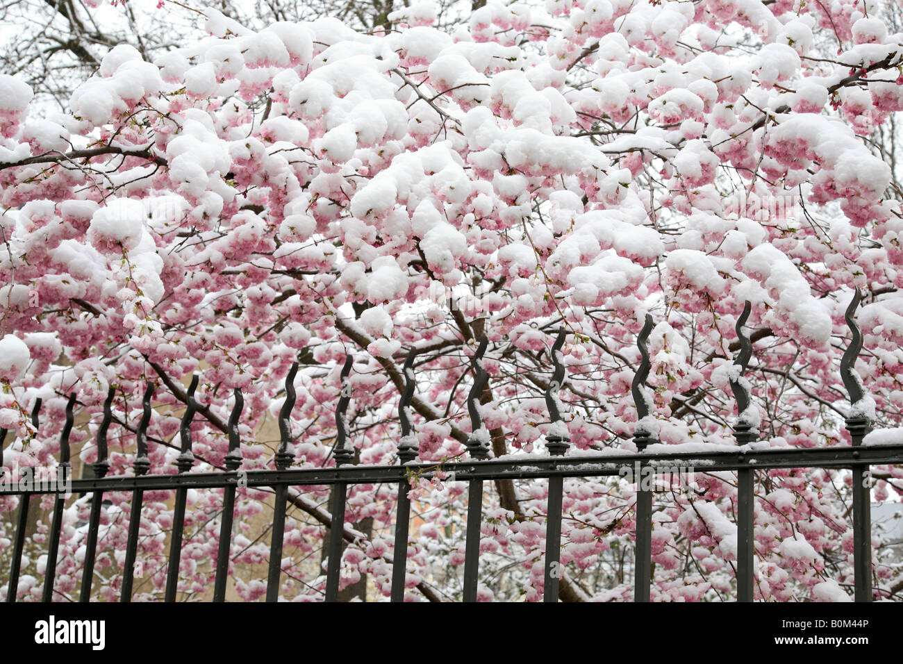 Kirschblüte japan hi-res stock photography and images - Alamy