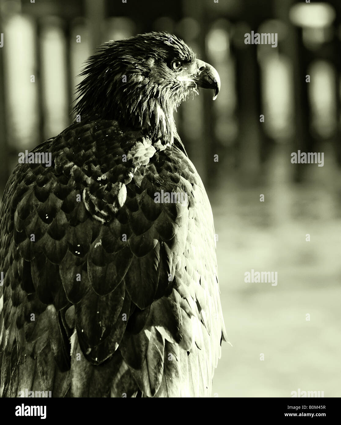 American Bald Eagle in black and white Stock Photo - Alamy