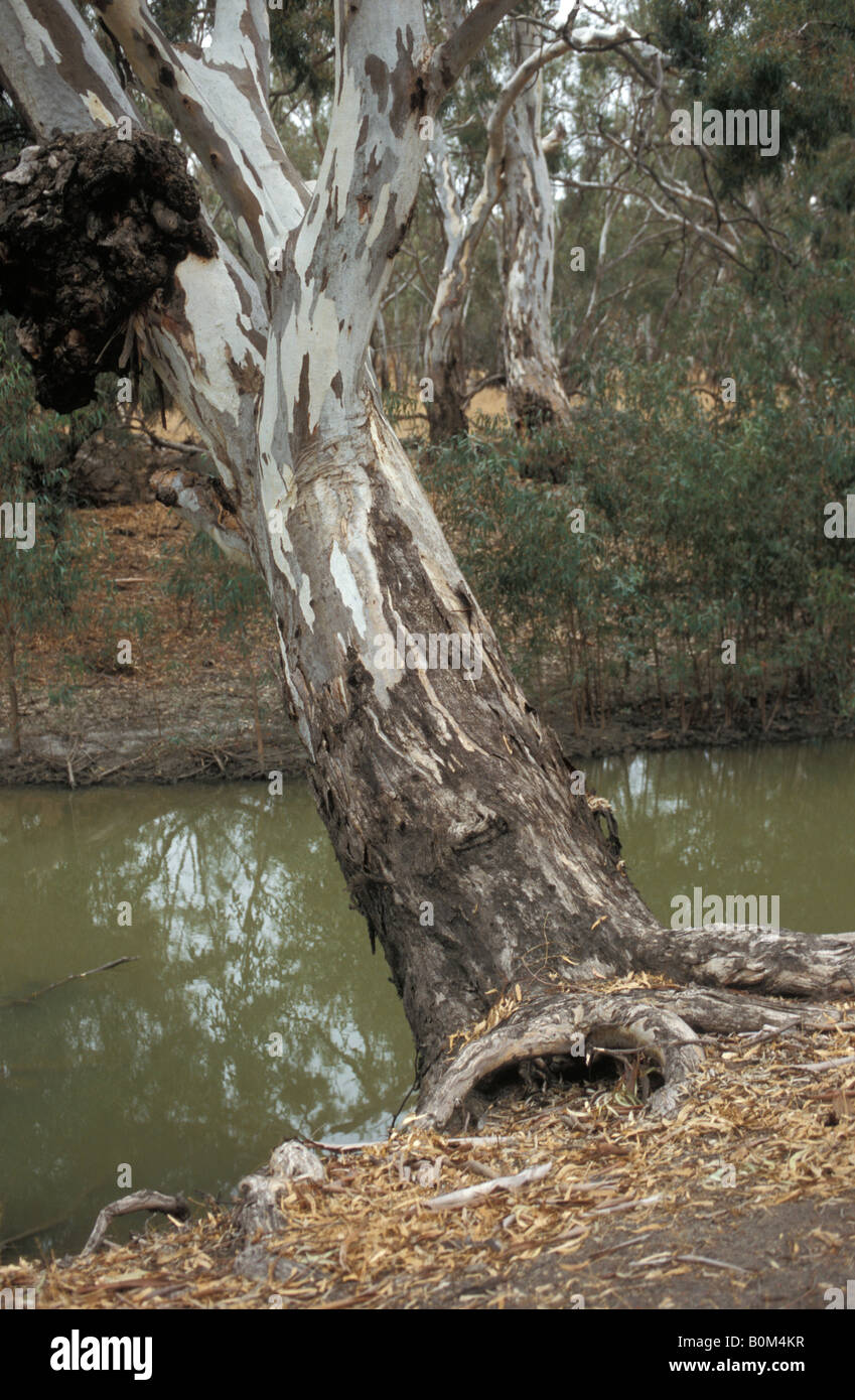 Reduced River flows causing environmental degradation Lachlan River Hay New South Wales Australia Stock Photo