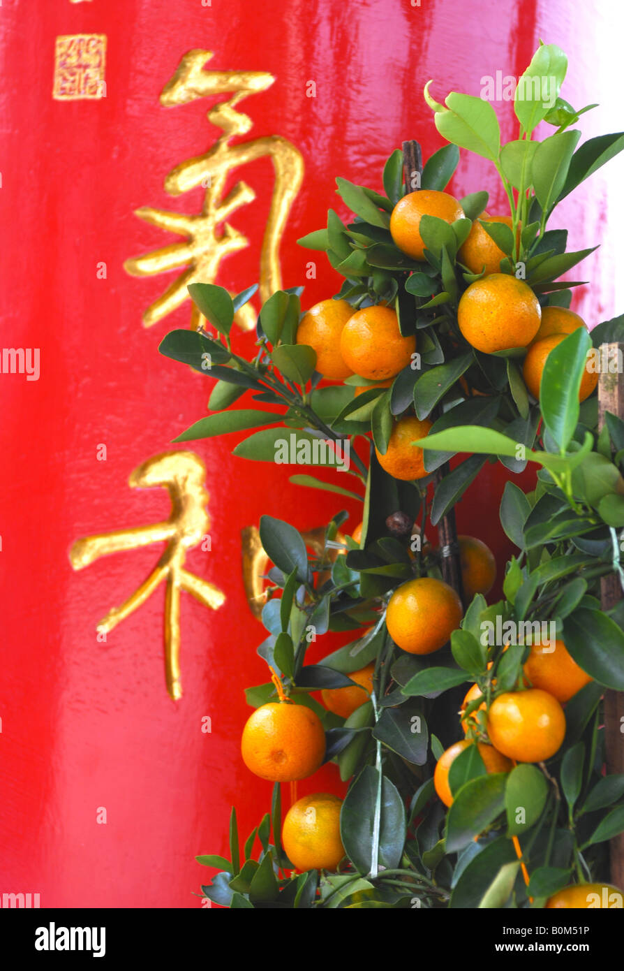 Lime plant, Chinese New Year festival celebration Stock Photo Alamy
