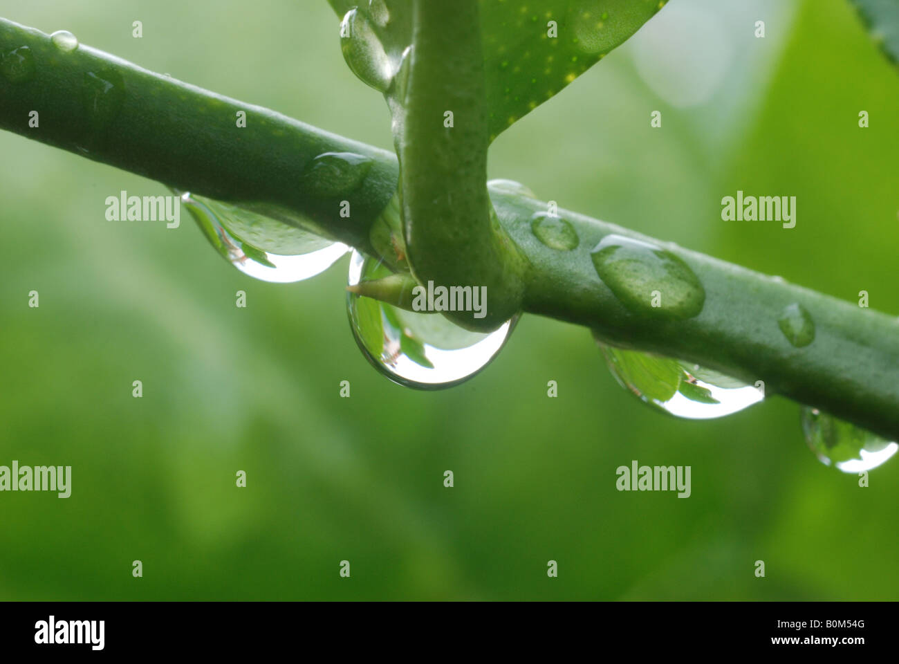 Water droplets on stem,close up Stock Photo - Alamy