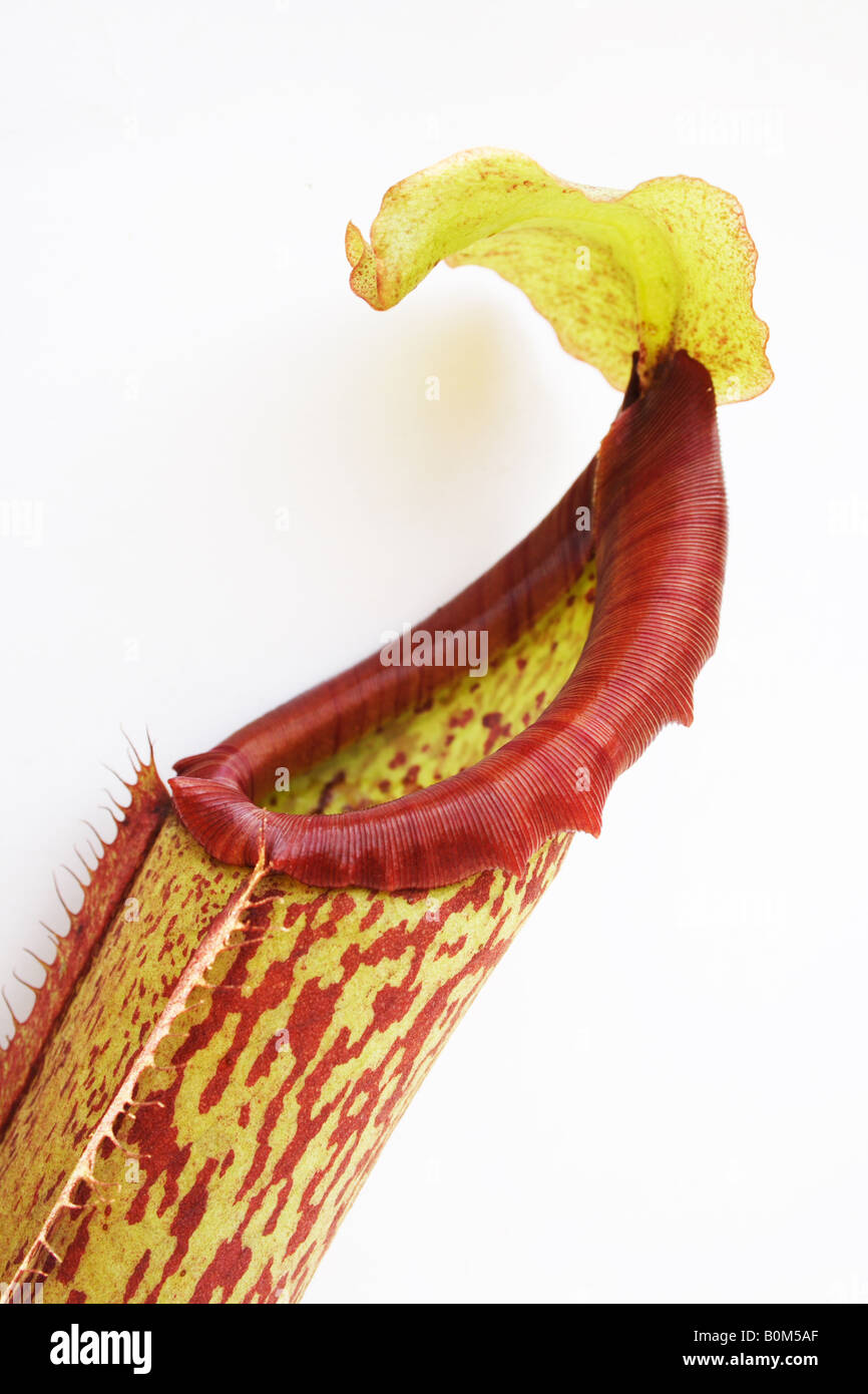 Pitcher plant, Nepenthes Stock Photo - Alamy