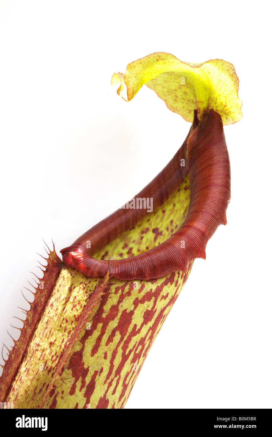 Pitcher Plant, Nepenthes Stock Photo - Alamy