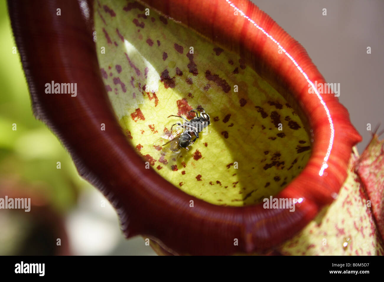 Pitcher Insect Pitcher plant insect hi-res stock photography and images - Alamy