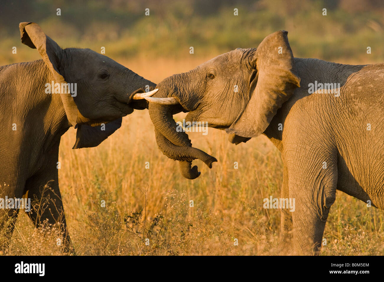 Young African Elephants playing trunks wrapped tusks touching shaking