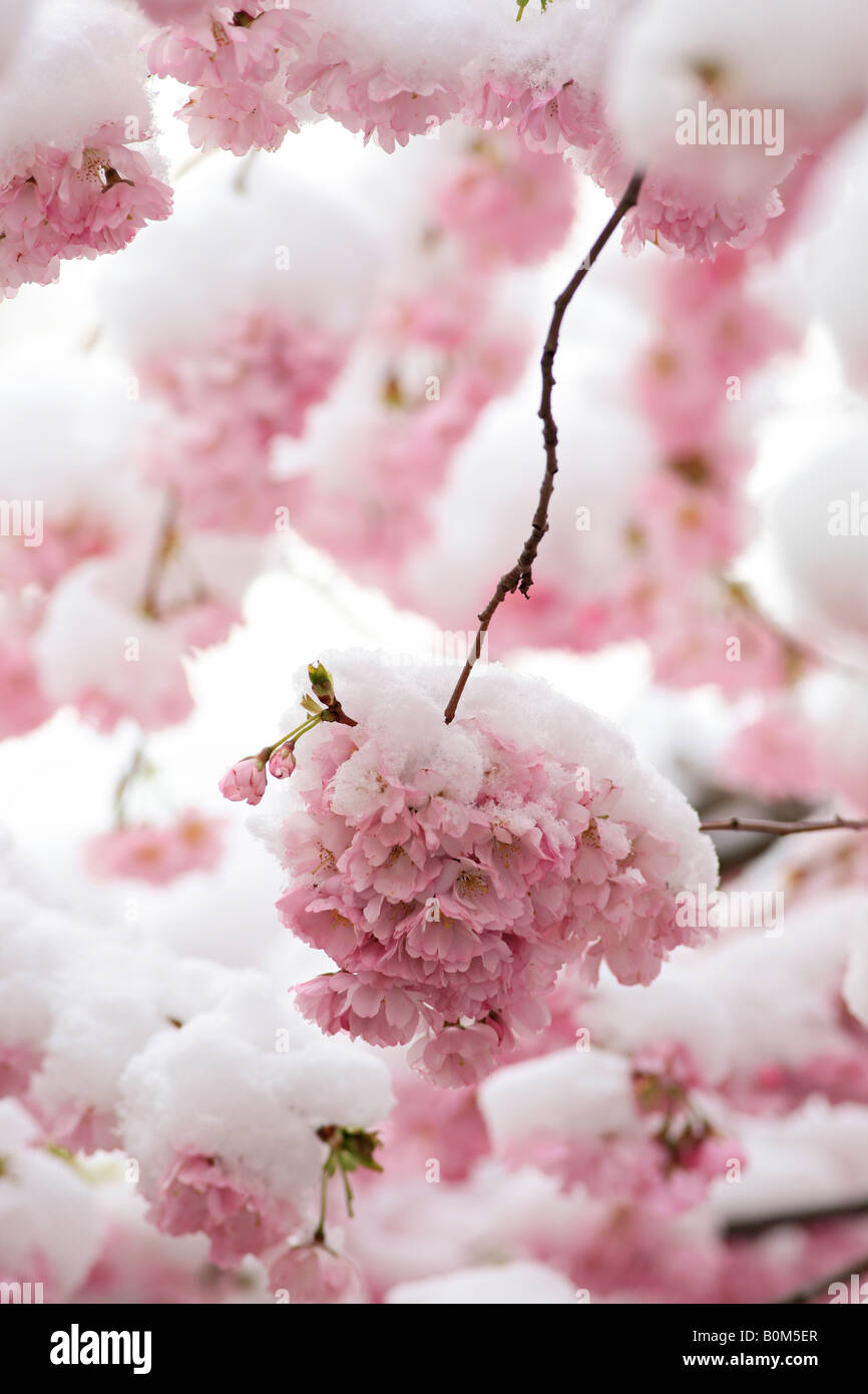 Kirschblüte japan hi-res stock photography and images - Alamy