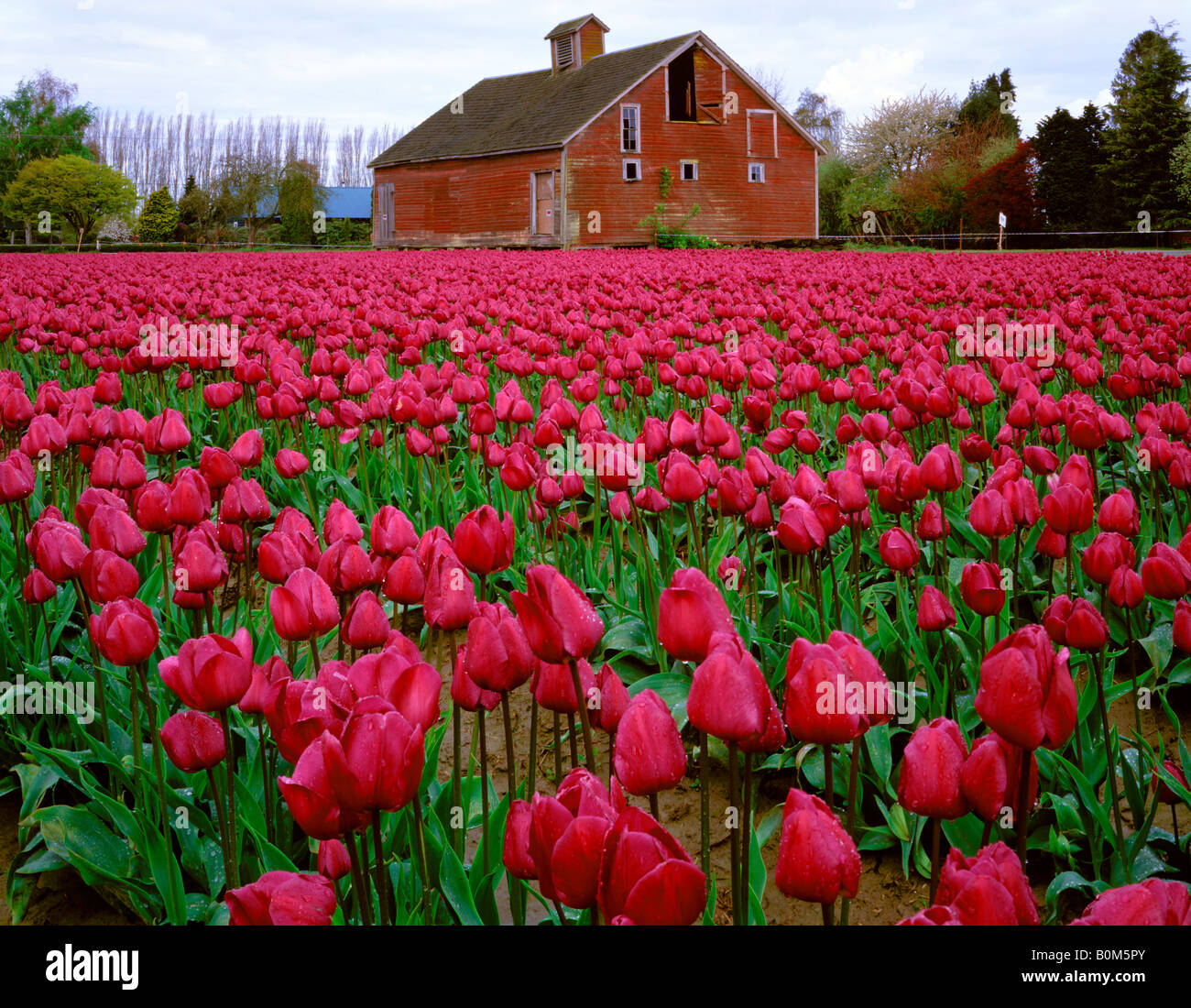 Weathered barn with rows of blooming tulips in Skagit County, WA Stock Photo