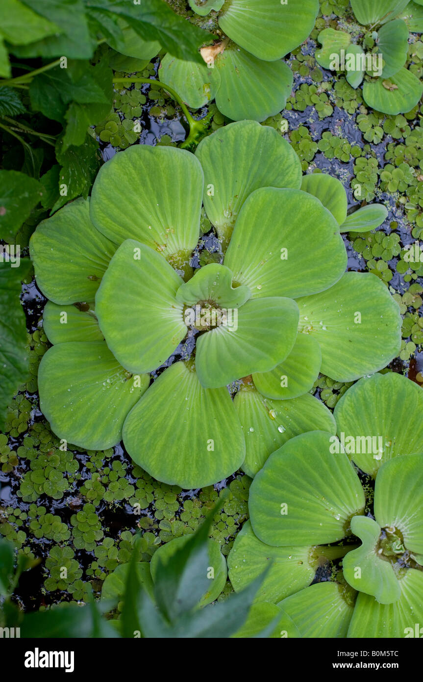 Green water lettuce foliage in pond Stock Photo Alamy
