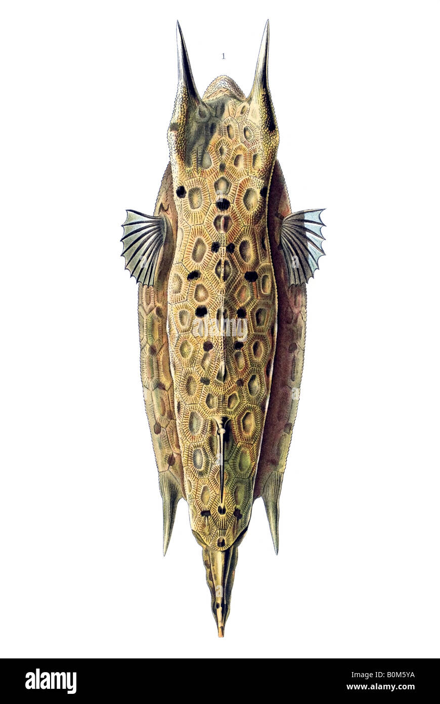 Ostraciontes Ostraciidae Knochenfische Name Ostracion cornatus, art nouveau, 20th century, Europe Stock Photo