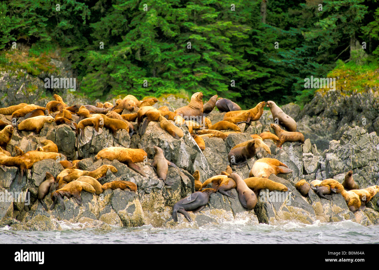 Southeast Alaska. A Colony of Stellar Sea Lions sunning and resting on a rock out cropping with forest background Stock Photo