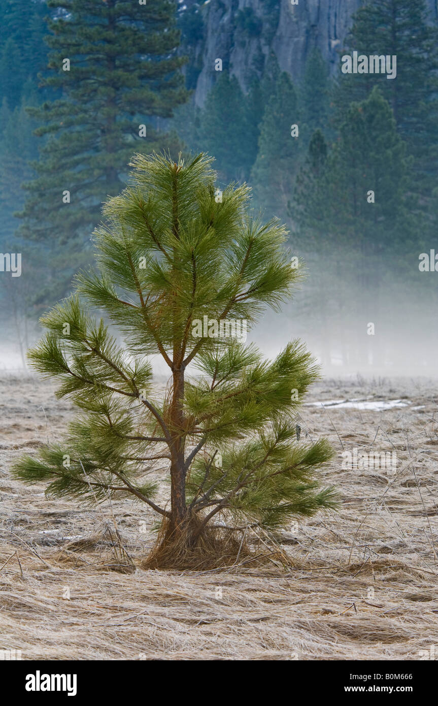 Small young pine tree in meadow Yosemite Valley Yosemite National ...
