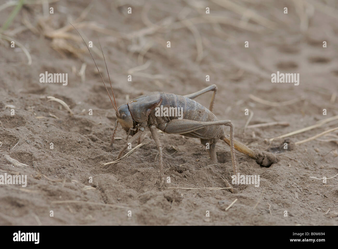 Cricket laying eggs hires stock photography and images Alamy