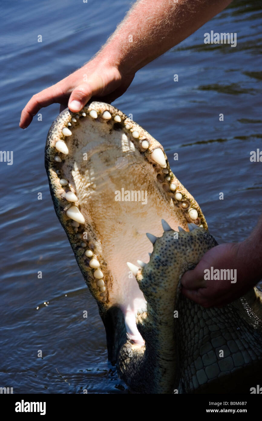 Mississippi river delta wildlife hires stock photography and images