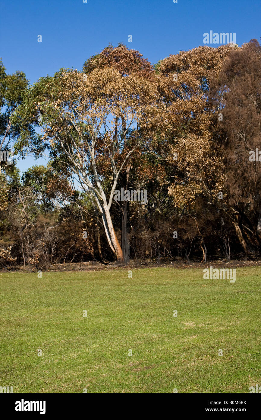 Australian Gum trees recovering after a bushfire Stock Photo