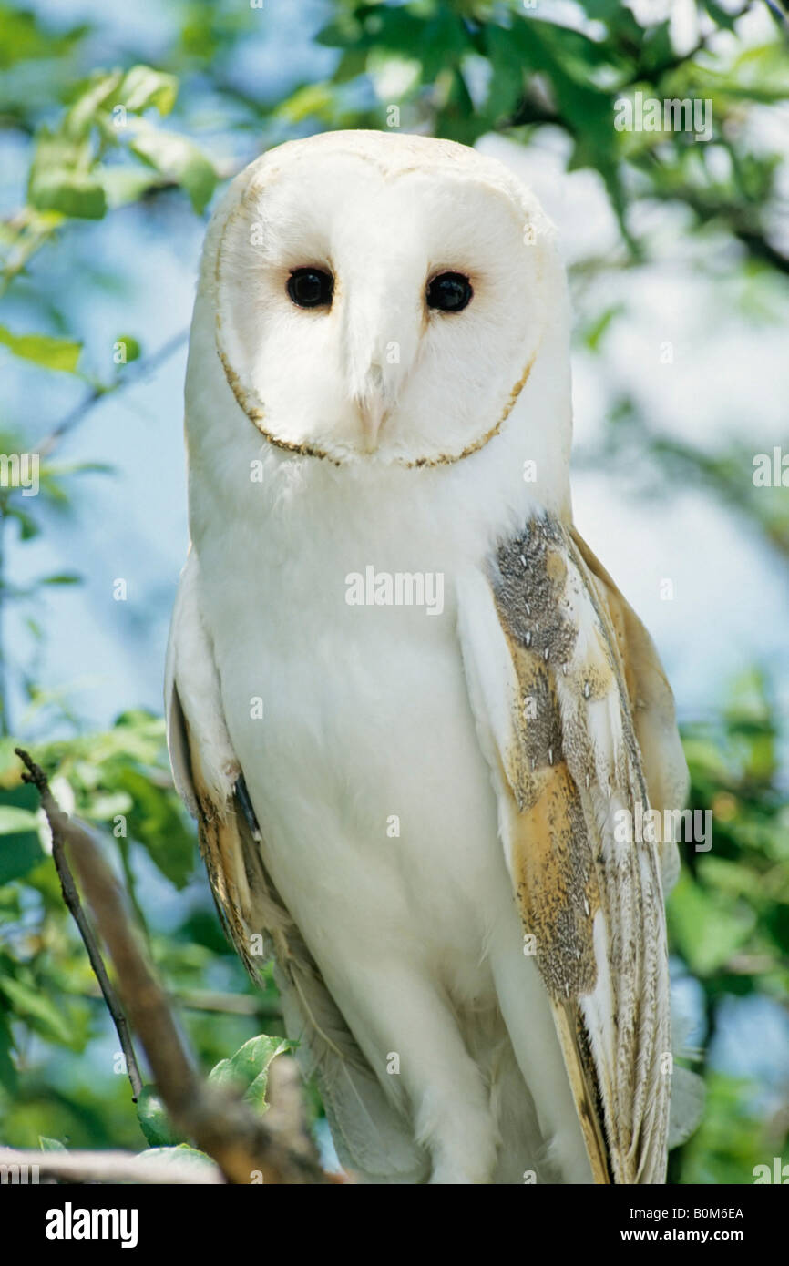 Barn owl,Tyto Alba, ornithology, bird portrait Ohio USA Stock Photo