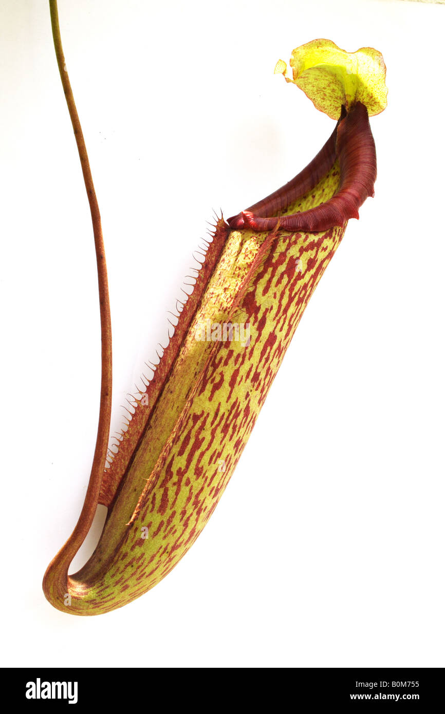 Pitcher plant, Nepenthes Stock Photo - Alamy