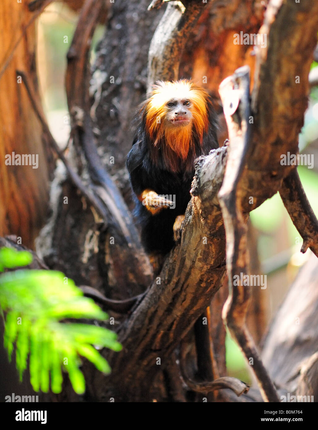 Golden Headed Lion Tamarin at London Zoo (EDITORIAL USE ONLY) Stock Photo