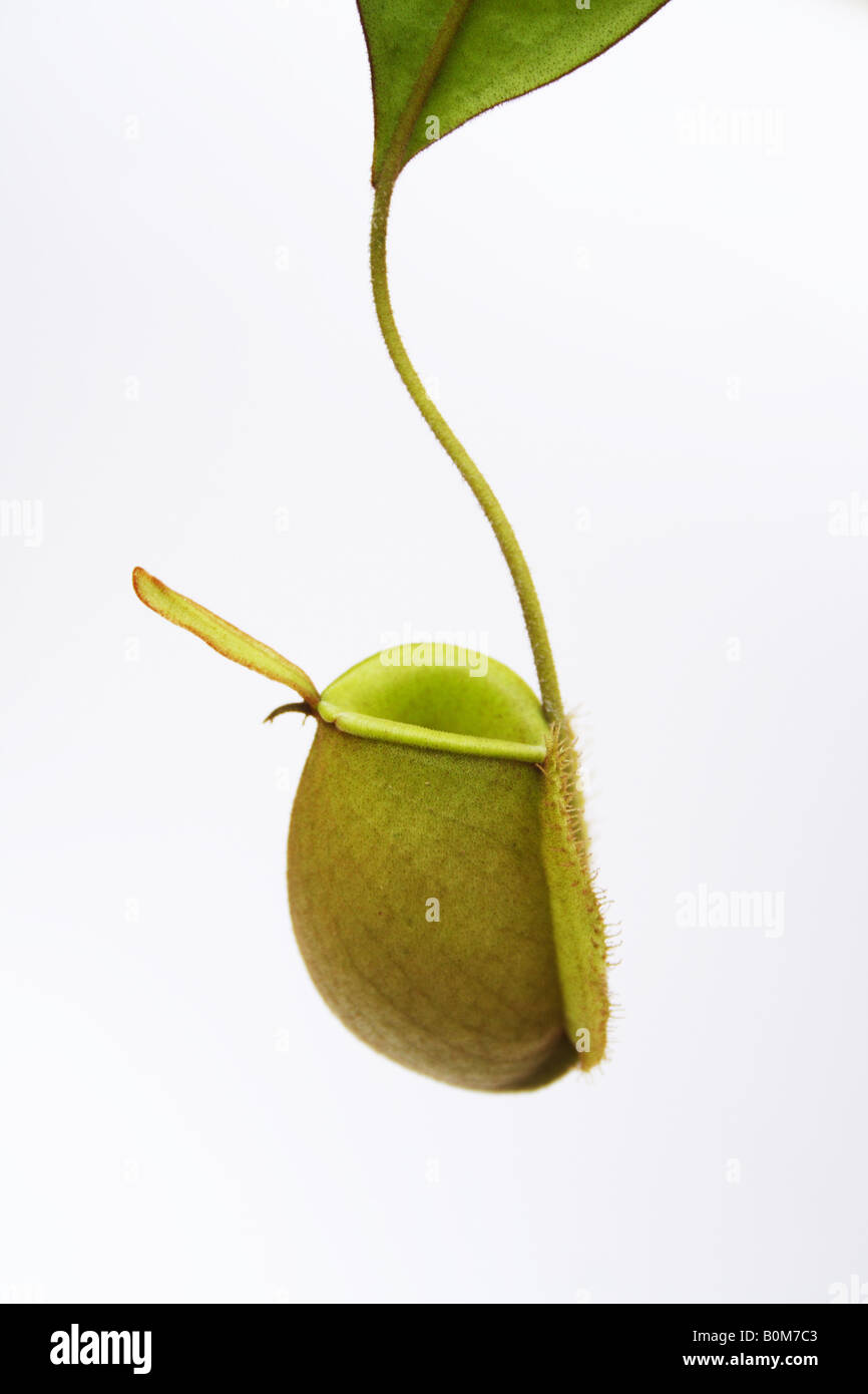 Pitcher plant, Nepenthes Stock Photo - Alamy