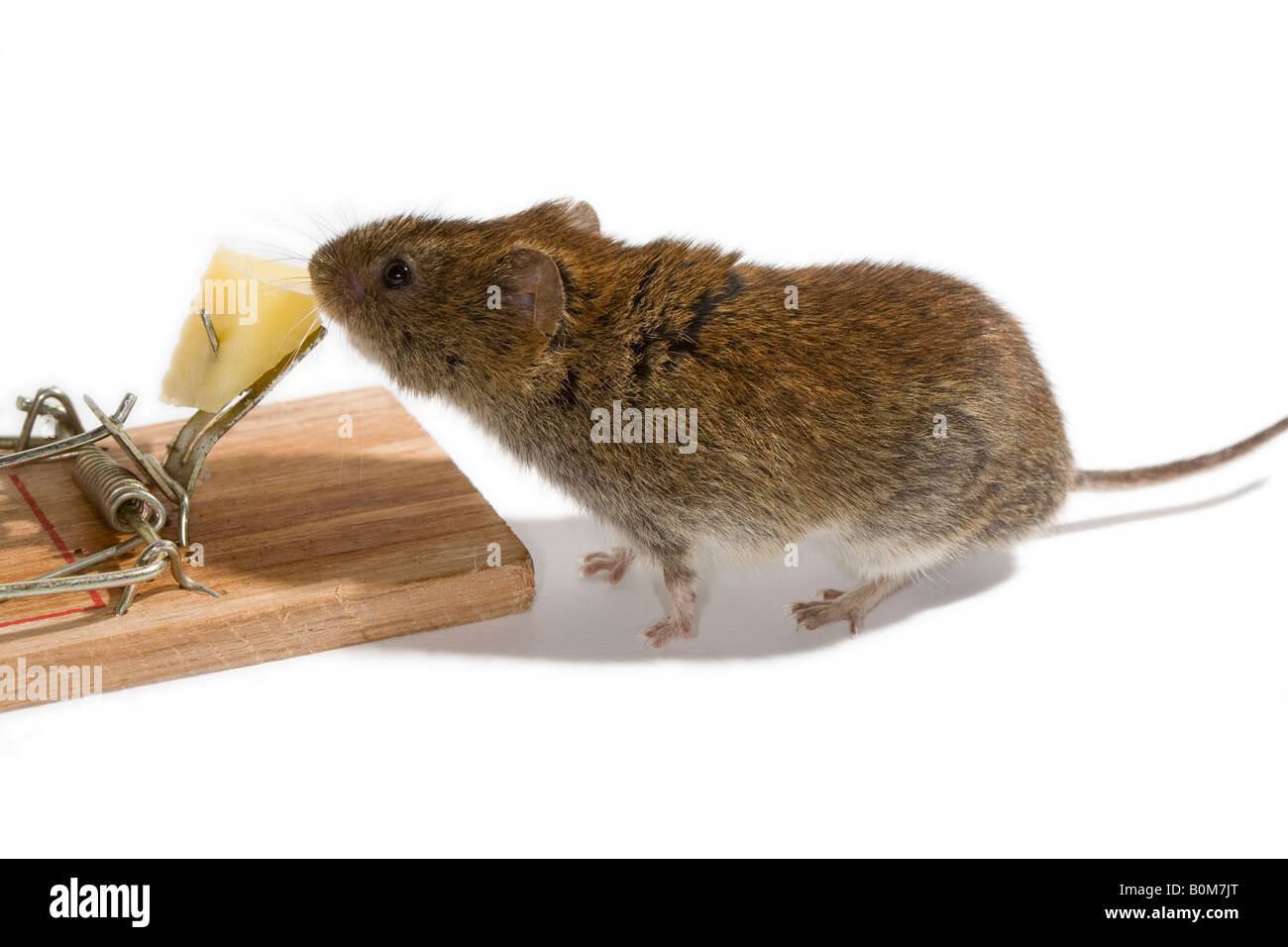 Vole about to take the cheese bait on a mousetrap Stock Photo