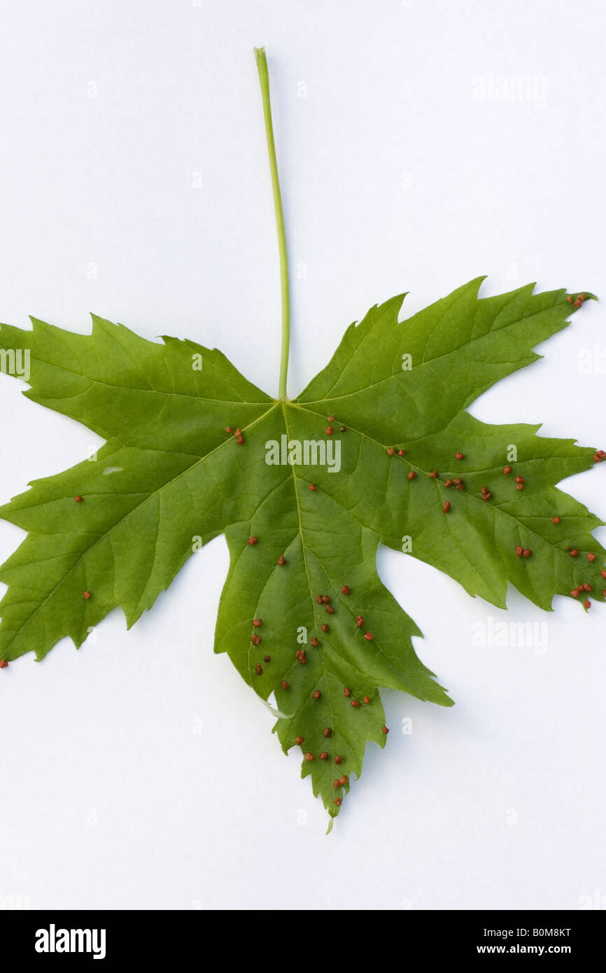 Acer Maple Leaf on white background showing Galls Gall Makers Stock Photo