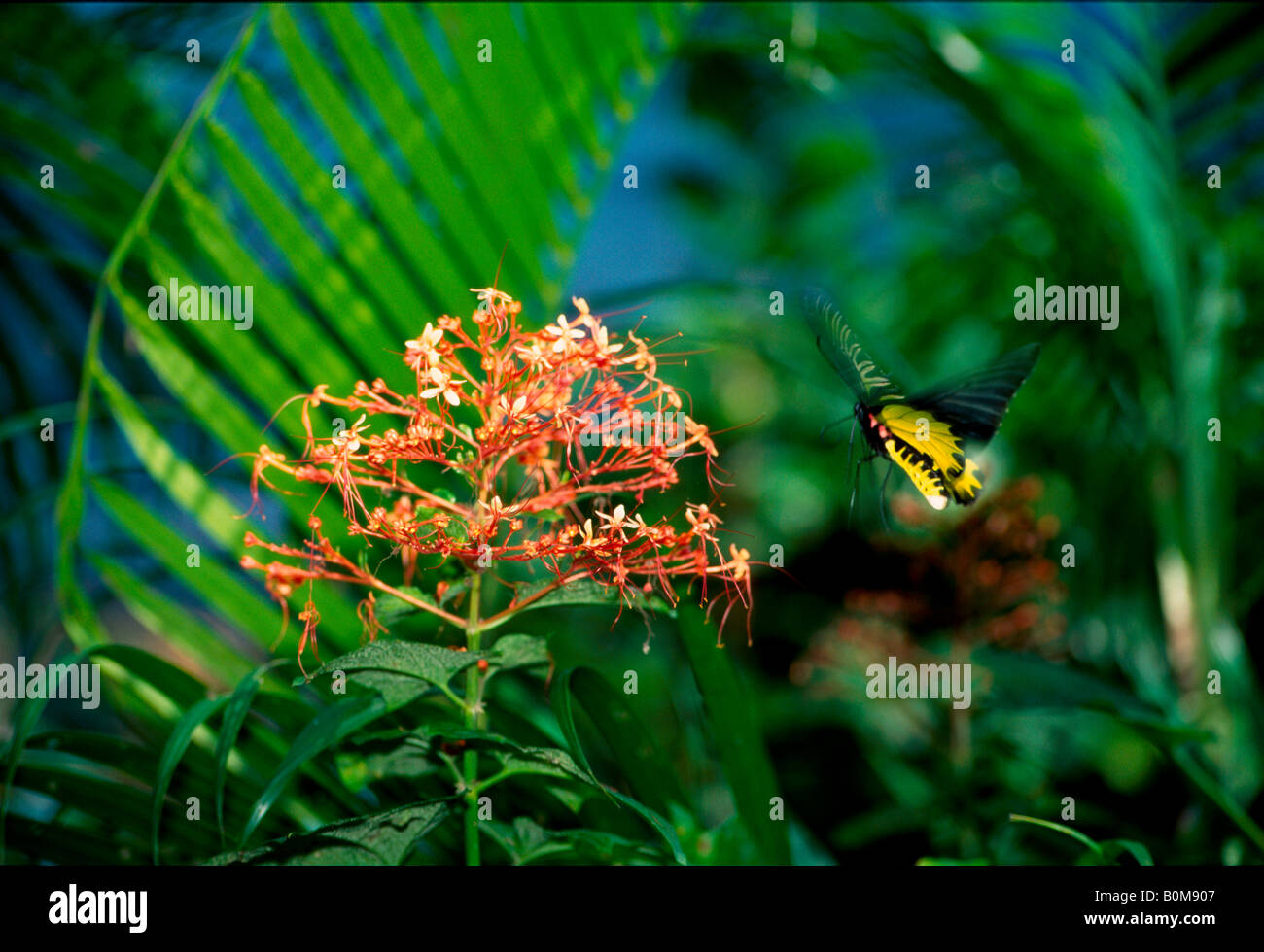 a tropical butterfly flies up to a colorful flower in a lush green