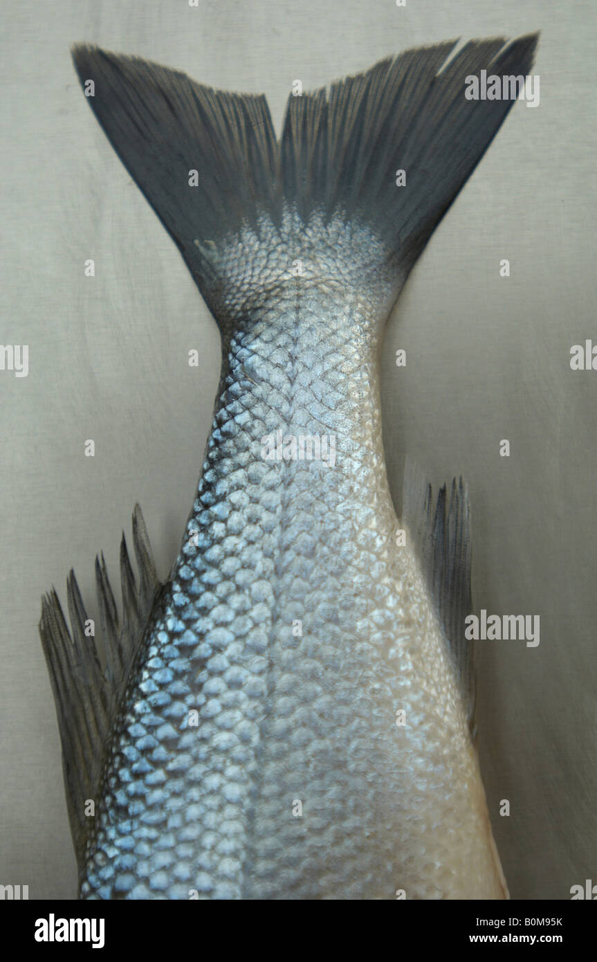 fish tail Stock Photo