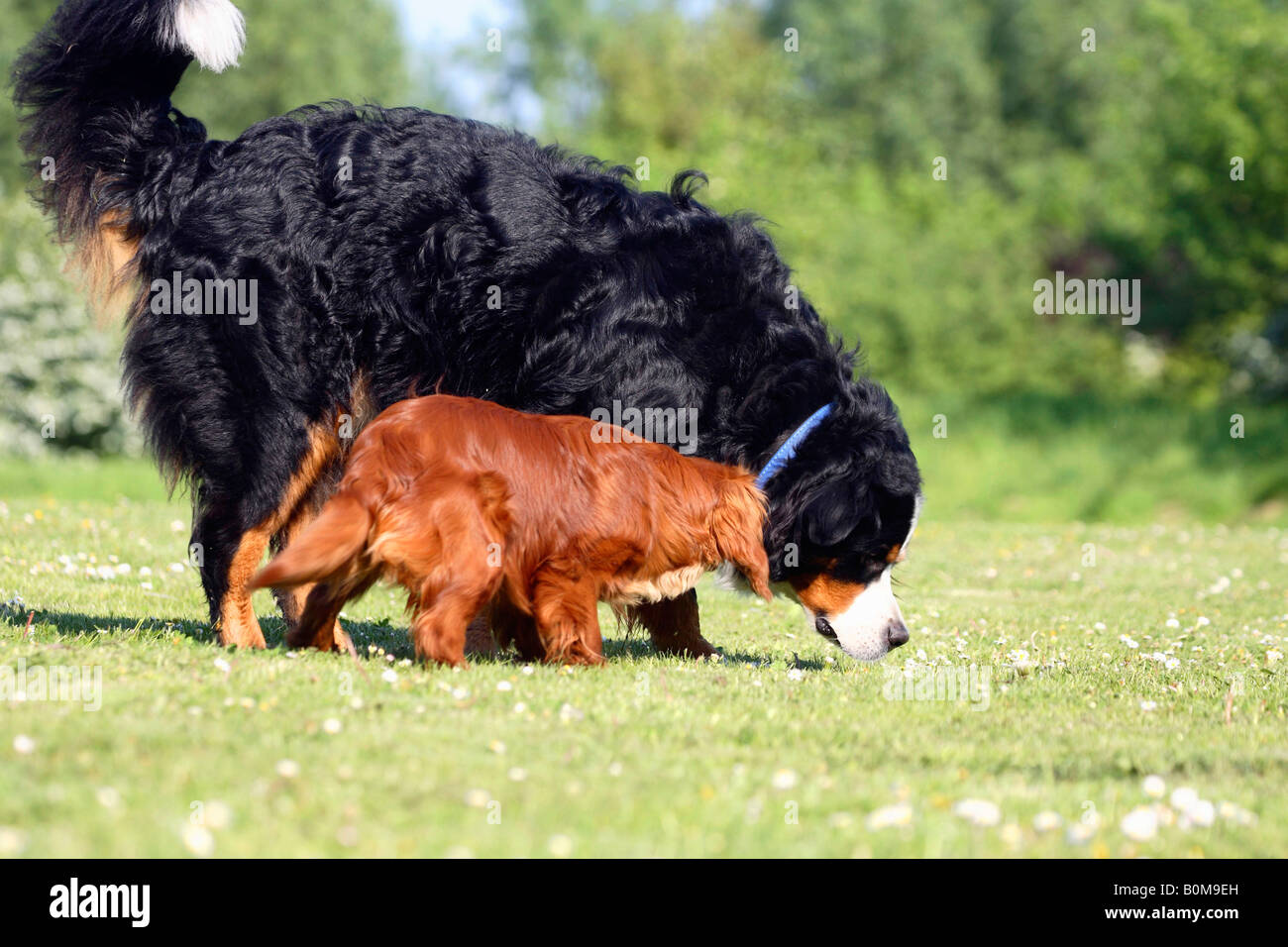 Bernese Mountain Dog and Cavalier King Charles Spaniel ruby 10 month Stock Photo