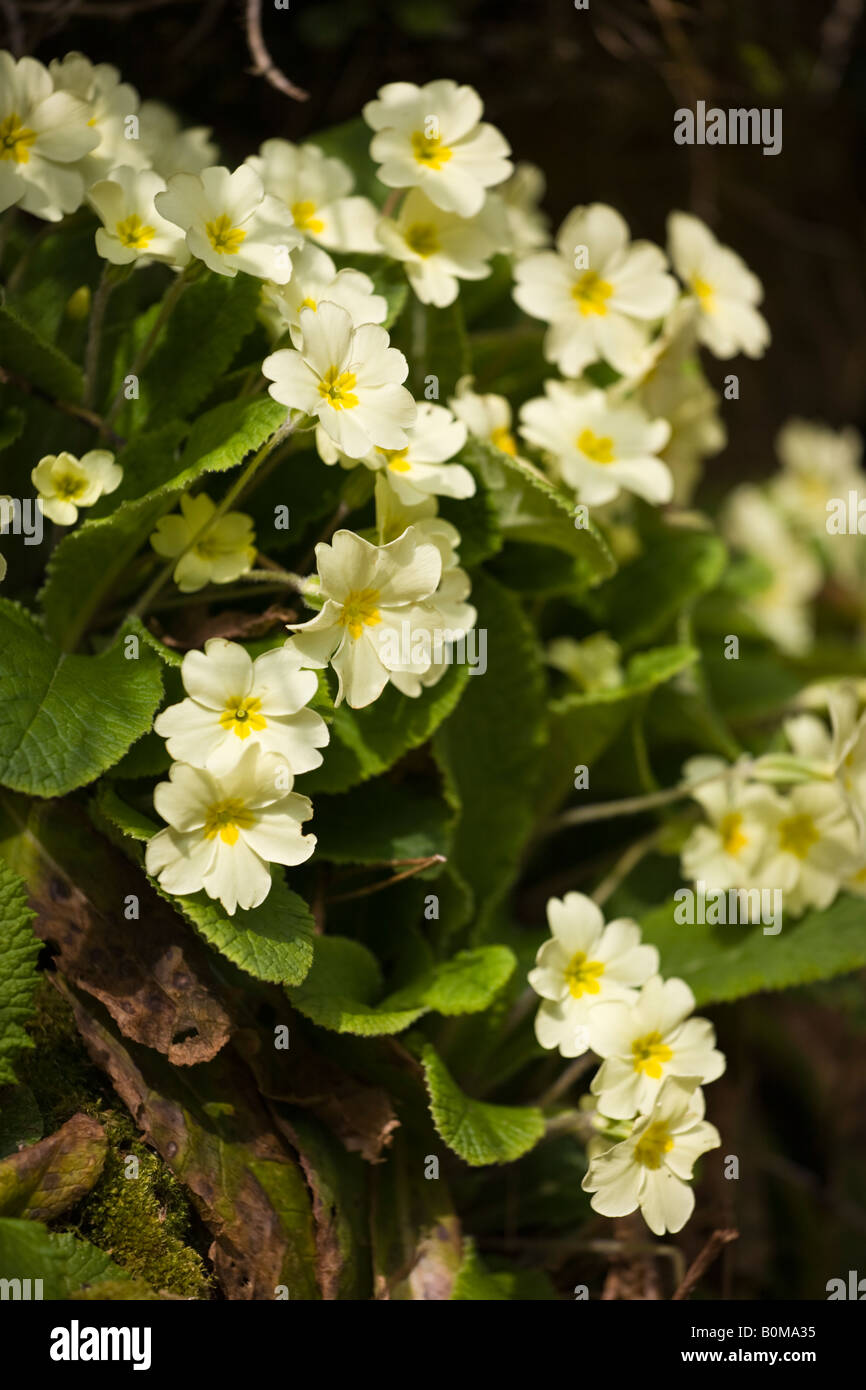 Primrose Primula vulgaris Growing in a Devon Hedgerow Stock Photo - Alamy
