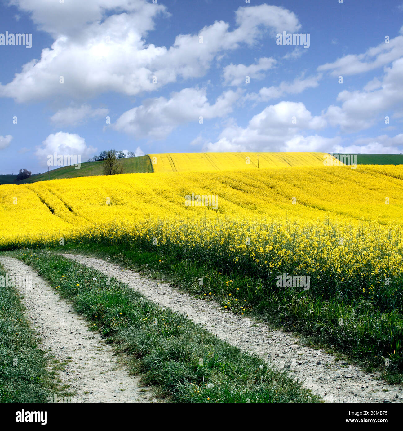 yellow field with oil seed rape in early spring Stock Photo - Alamy
