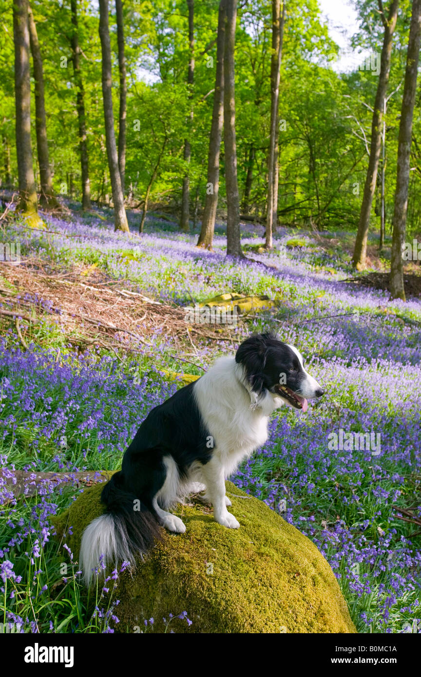 A Border Collie dog in Bluebells in spring woodland Ambleside Cumbria UK Stock Photo