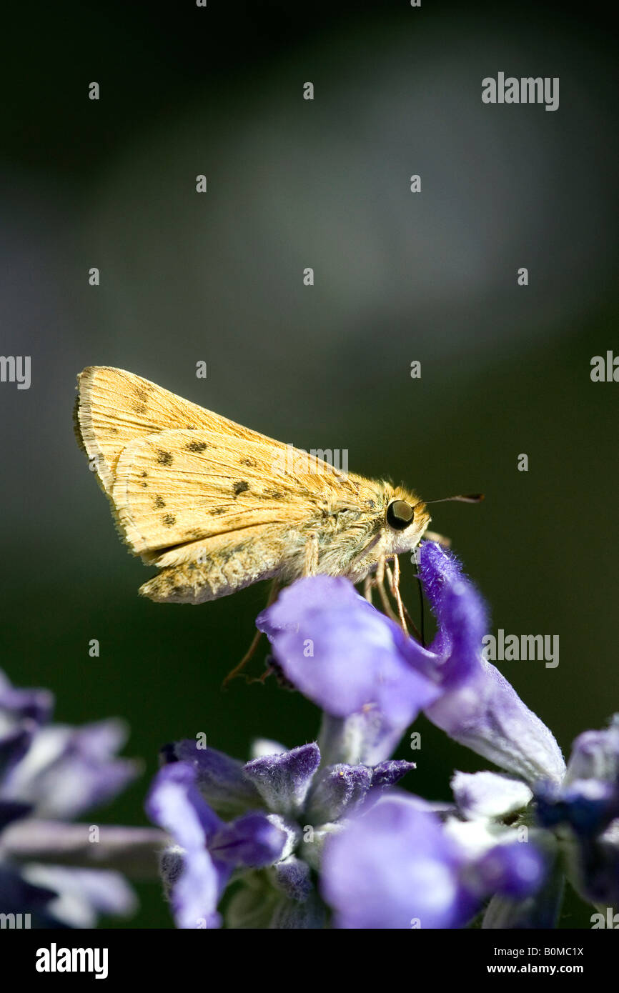 Closeup of Fiery Skipper Butterfly on Blue Salvia flowers Stock Photo