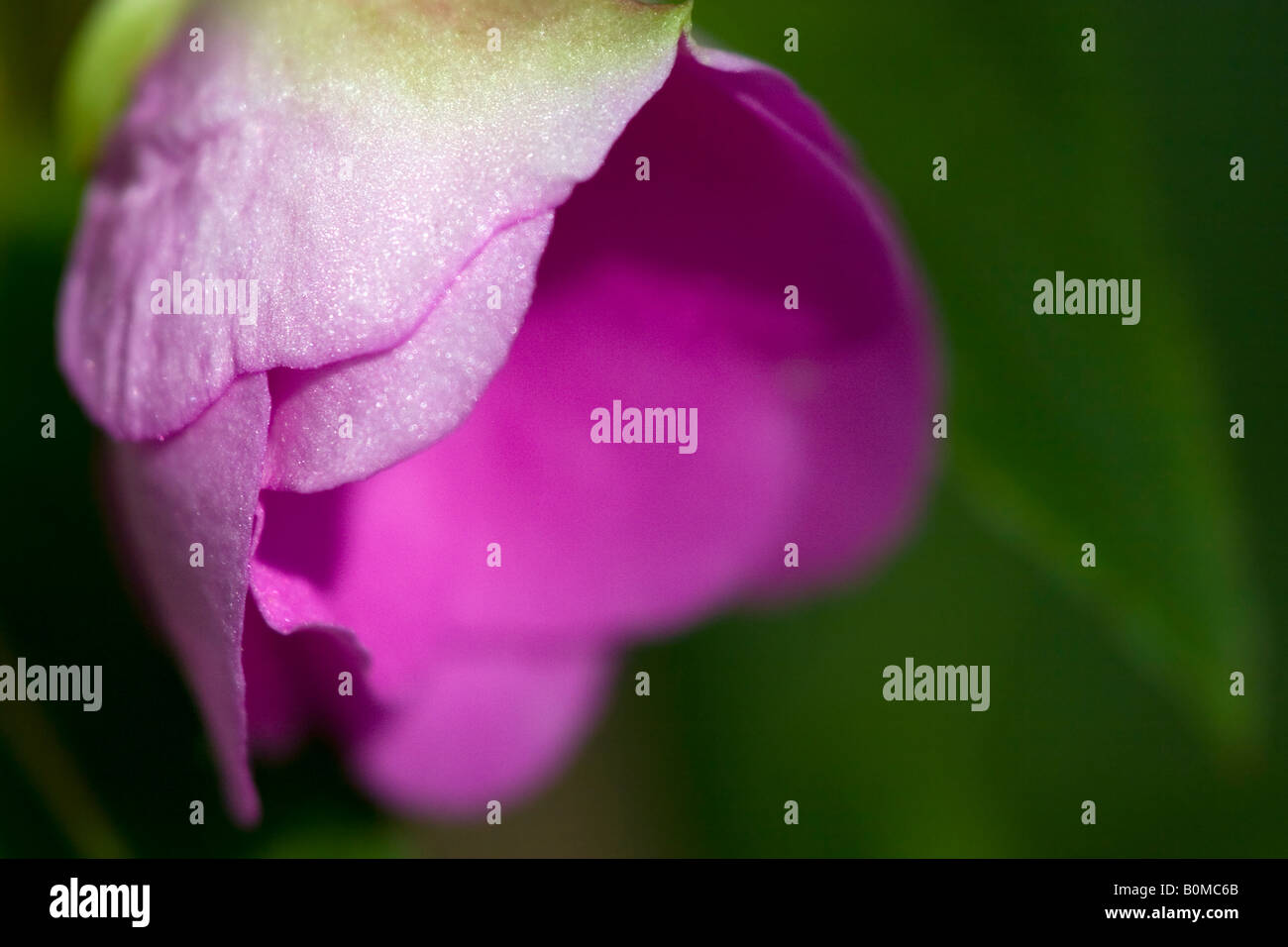 Purple Impatiens Bud Starting to Bloom Stock Photo Alamy