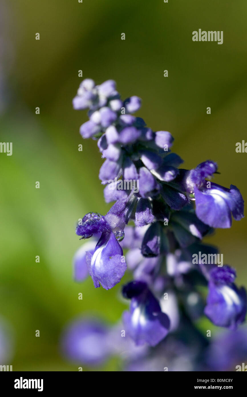 Closeup of Water drops on Blue Salvia flowers Stock Photo