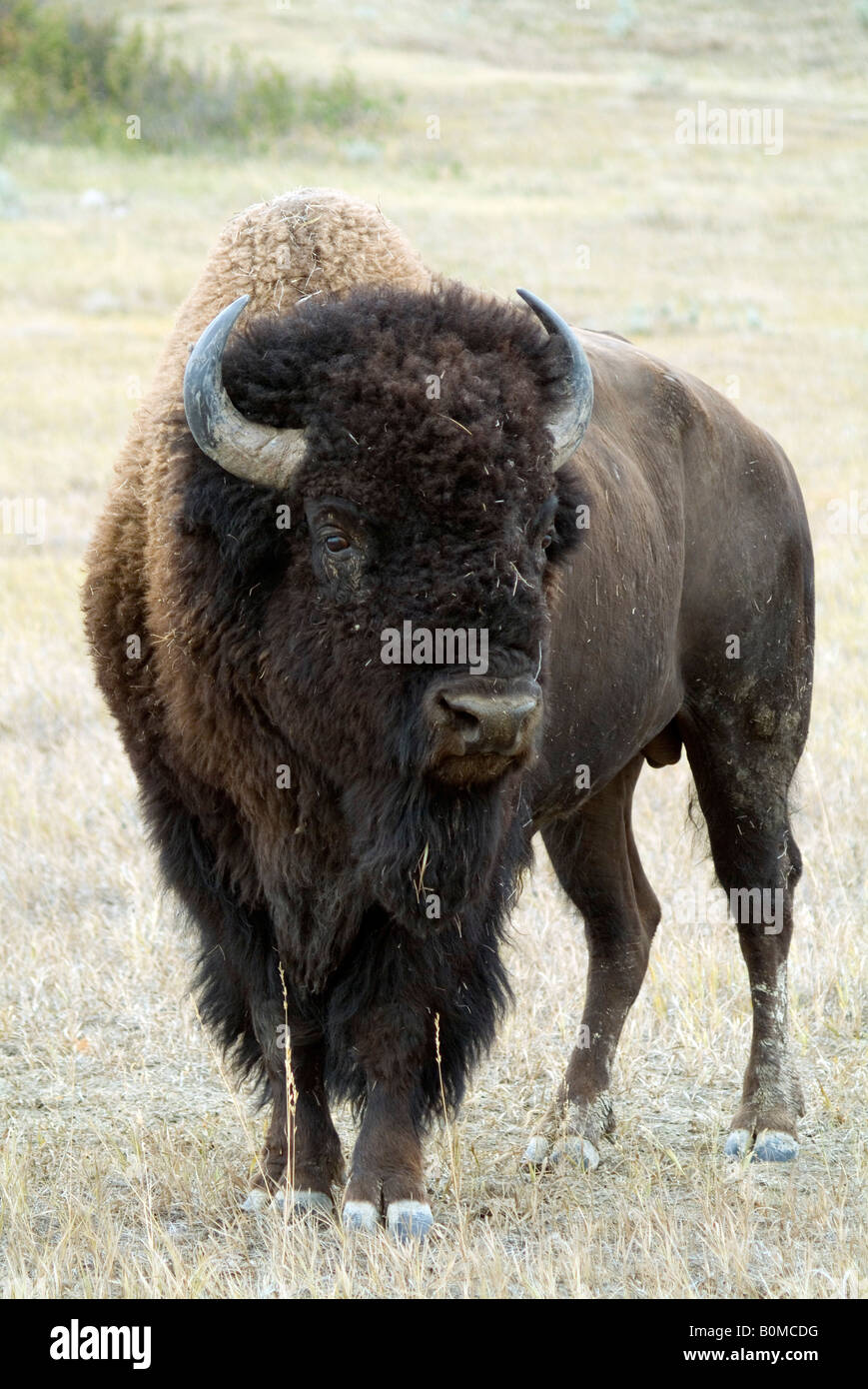 Buffalo, Town of Buffalo Gap, South Dakota, USA Stock Photo Alamy