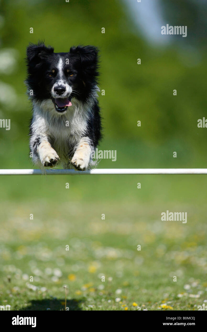 Australian Shepherd jumping over hurdle agility Stock Photo Alamy