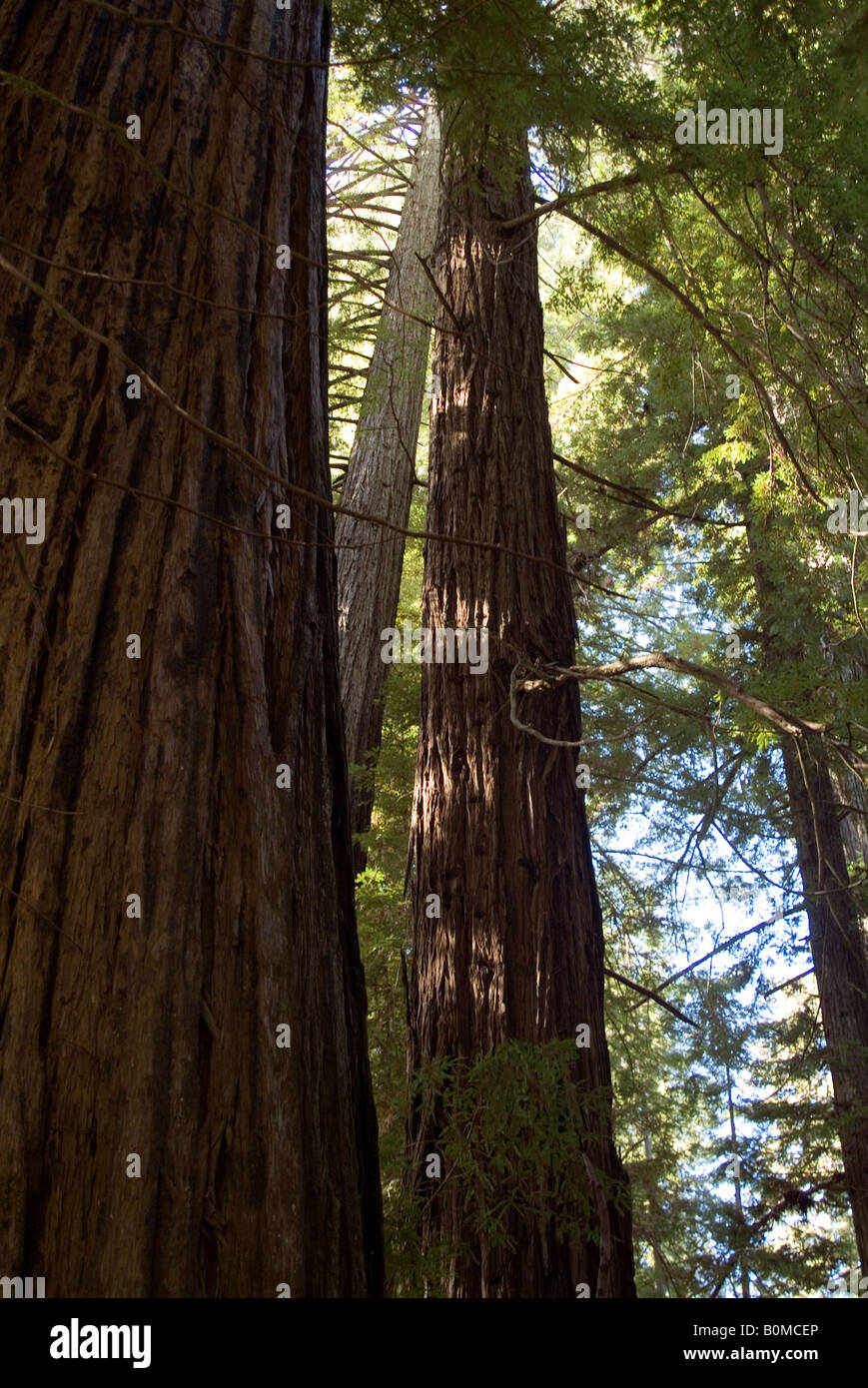 Redwood trees, Humboldt County, California, USA Stock Photo Alamy