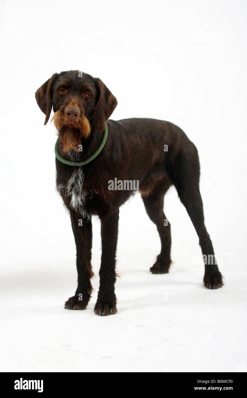 German Wire-haired Pointing Dog Stock Photo