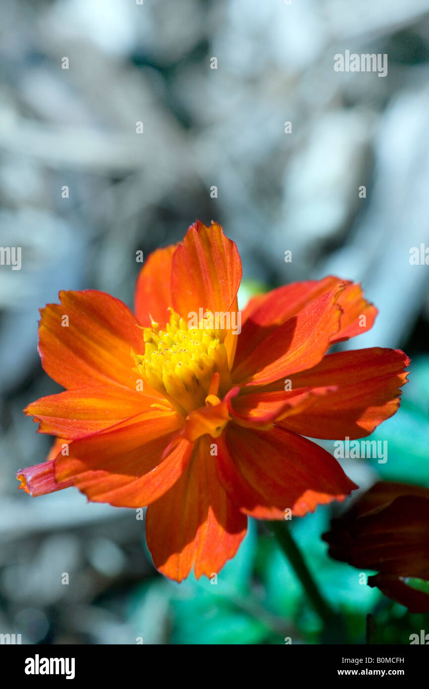 Bright Cosmos Flower Bloom Stock Photo Alamy