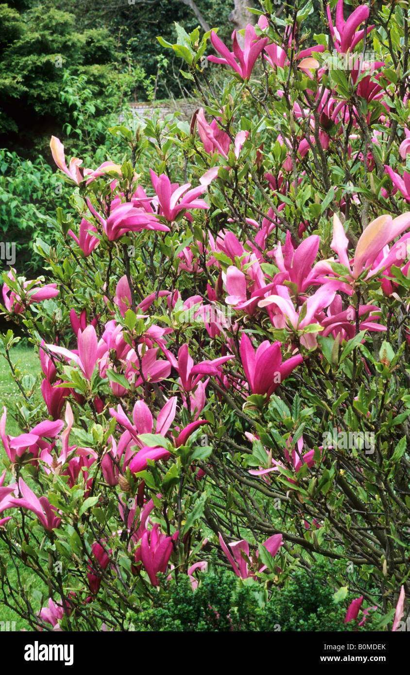 magnolia susan shrub alamy whole plant flowers pink garden