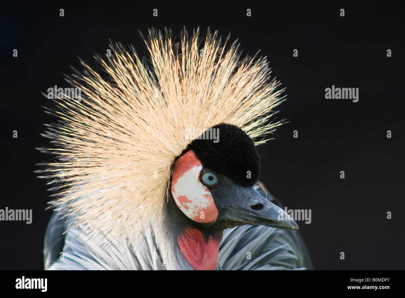 A portrait of an East African Crowned Crane (Balearica regulorum gibbericeps) in Spring Stock Photo
