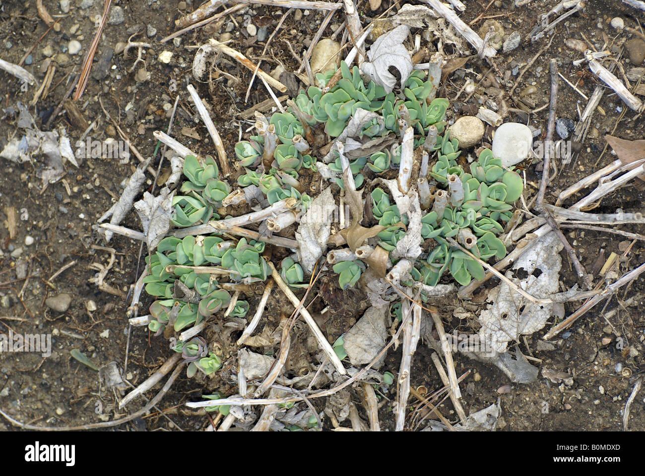 Succulent Plant Stock Photo