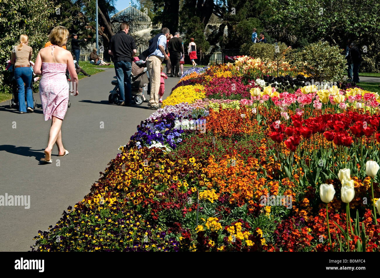 A riot of colour in a flower bed at the National Botanic Gardens ...