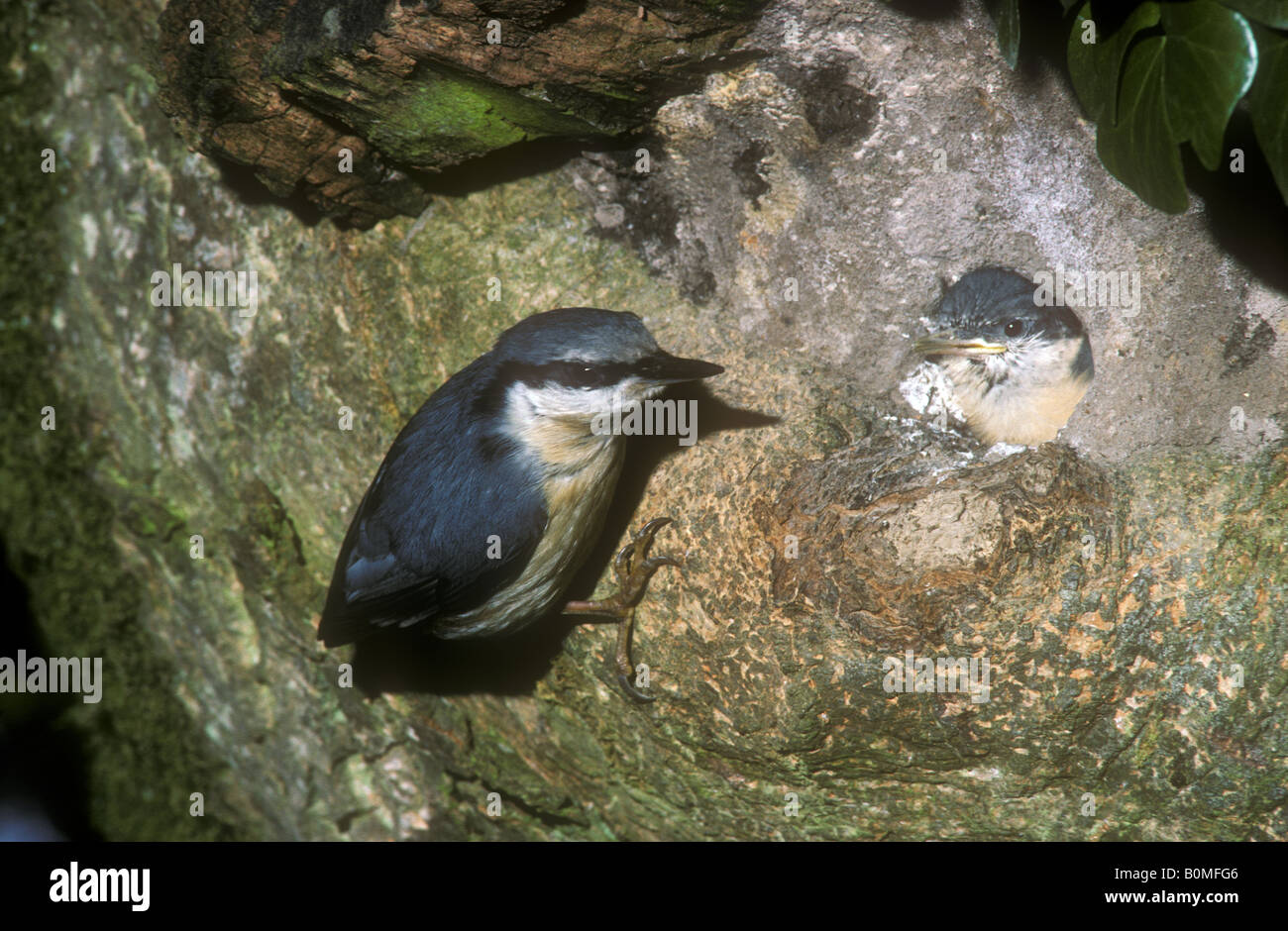 Nuthatch feeding young birds in nest Stock Photo