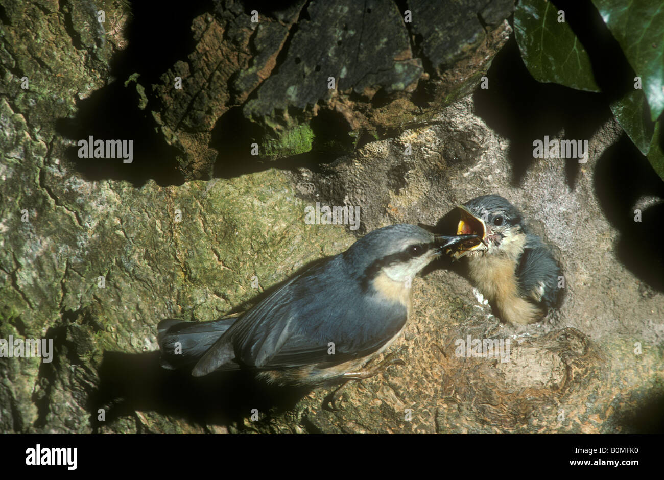 Nuthatch feeding young birds in nest Stock Photo