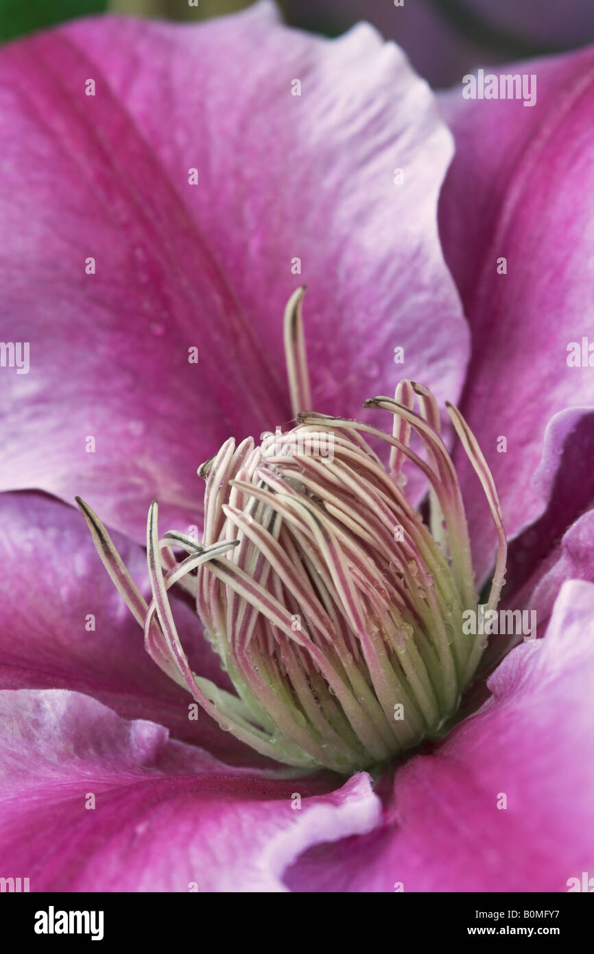 Close up of the sepals and anthers of the flower from Dr Ruppel Clematis plant Stock Photo