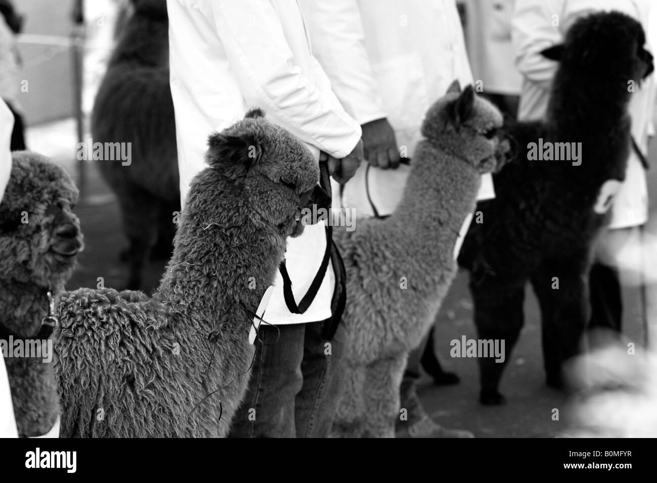 Alpaca (Lama pacos) judging, Royal Bath and West Show, Somerset, England, UK Stock Photo