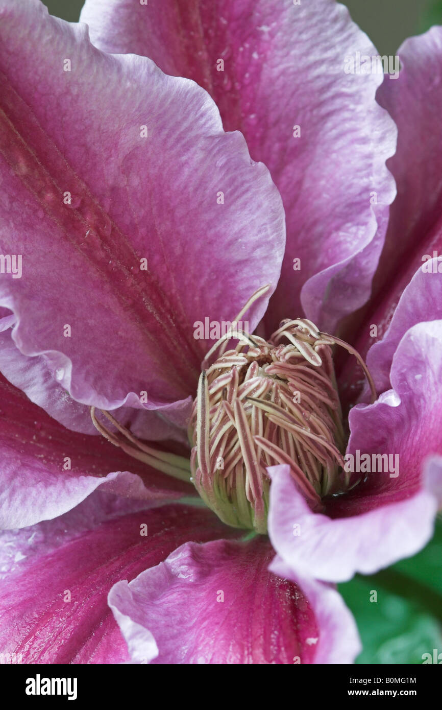 Close up of a flower from Dr Ruppel Clematis plant Stock Photo