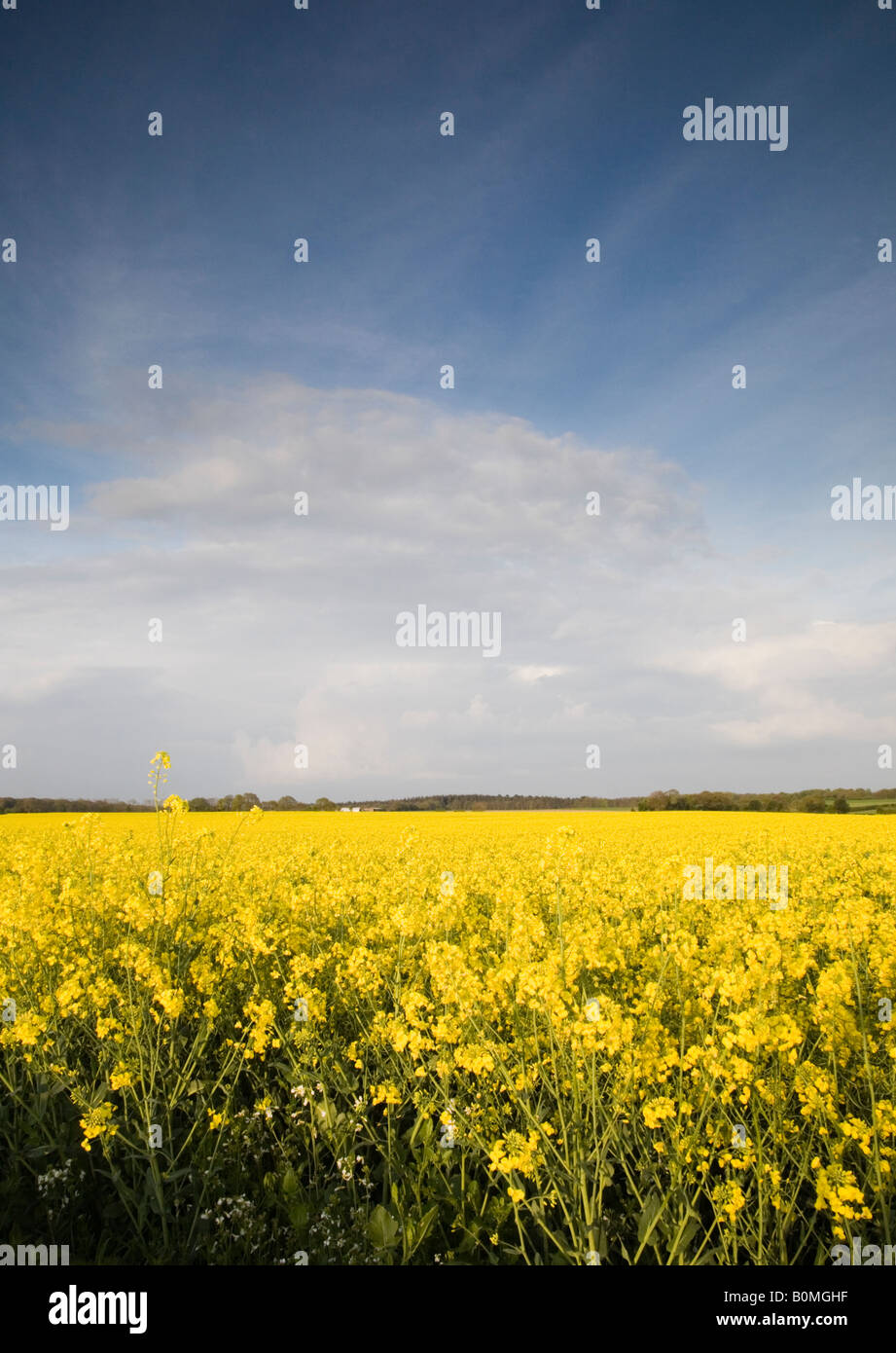 A crop of Oil Seed Rape Stock Photo - Alamy